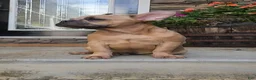 French Bulldog dogs for sale: Dixon - Ad 1