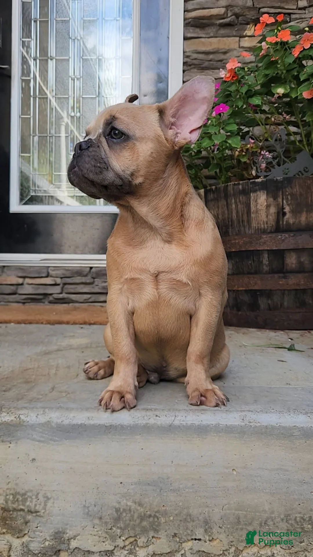 French Bulldog dogs for sale: Dixon - Ad 1