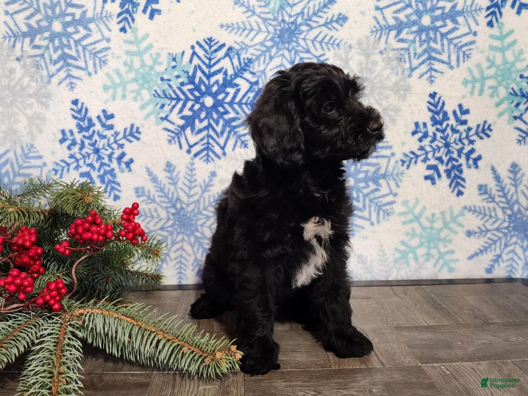 Mini Bernedoodle dogs for sale: Grace - Ad 23