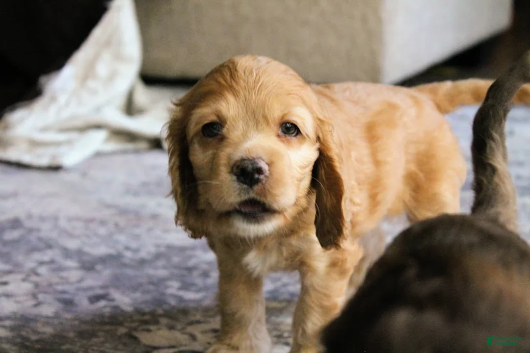 Cocker Spaniel dogs for sale: Bone - Ad 1