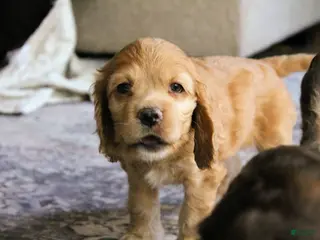 Cocker Spaniel dogs for sale: Bone - Ad 3