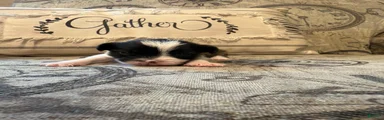 Auggie