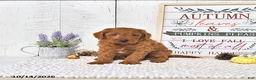 Mini Goldendoodle dogs for sale: Cinnamon - Ad 3
