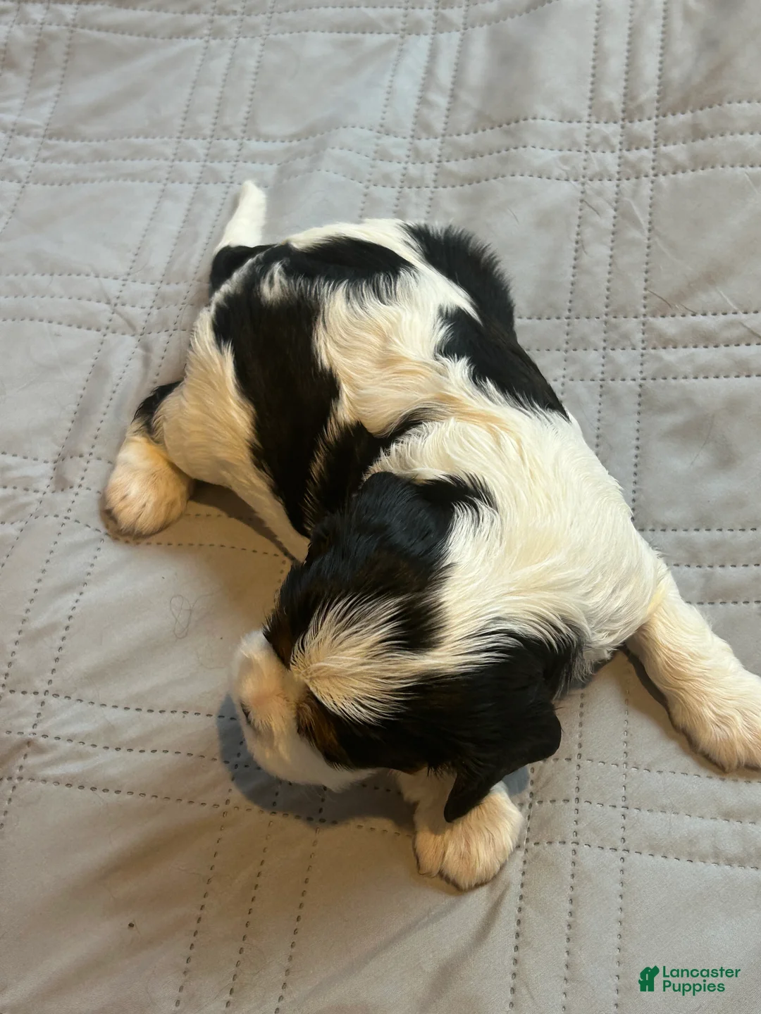 Cavalier King Charles Spaniel dogs for sale: Cavalier King Charles Spaniel 3 - Ad 1