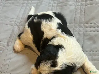 Cavalier King Charles Spaniel dogs for sale: Cavalier King Charles Spaniel 3 - Ad 3