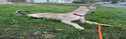 Mixed Breed dogs for sale: Stella - Ad 7