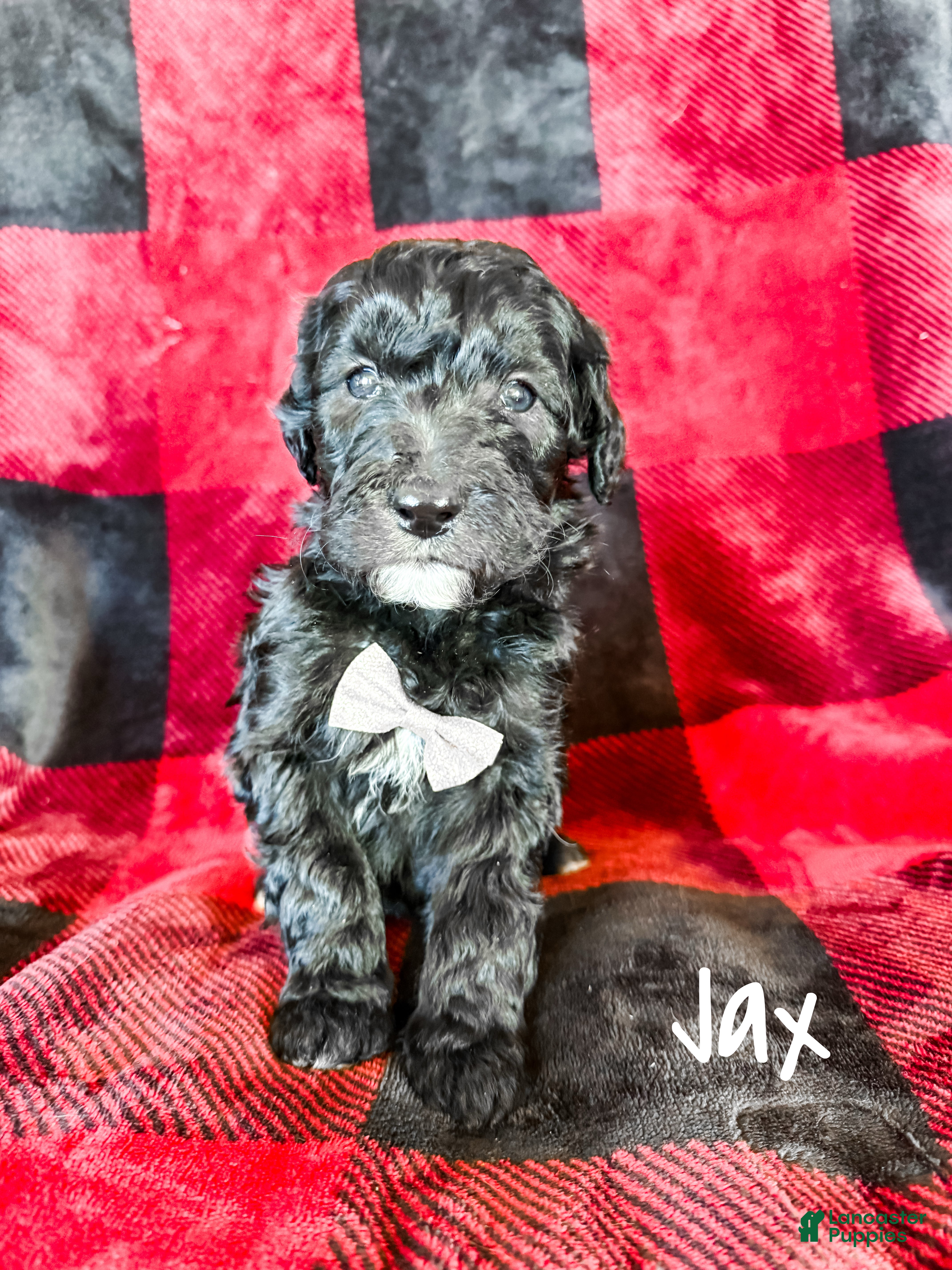 Aussiedoodle dogs Jax - Ad 23