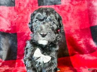 Aussiedoodle dogs Jax - Ad 23