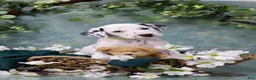 Dalmatian dogs for sale: Dalmatian Puppy 5 - Ad 3