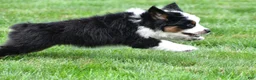 Miniature Australian Shepherd dogs for sale: Wilbur - Ad 6