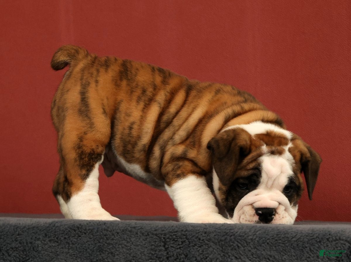 English Bulldog dogs Daisy - Ad 2