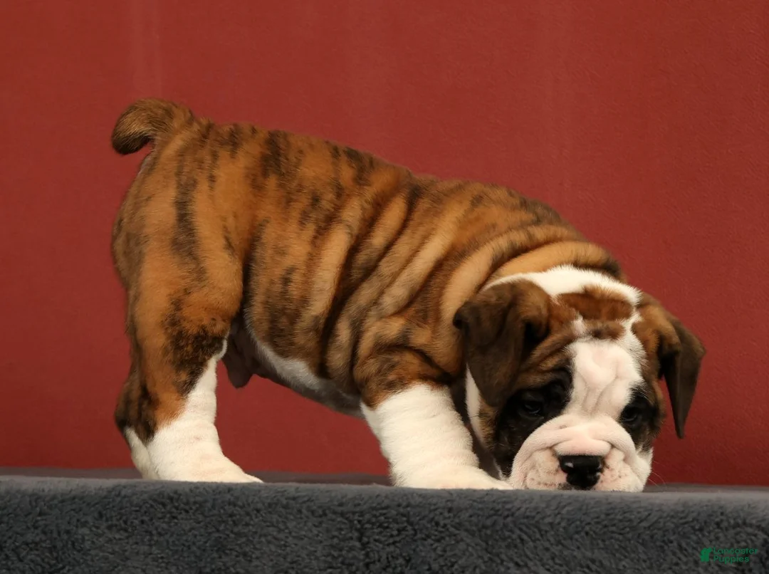 English Bulldog dogs for sale: Daisy - Ad 2
