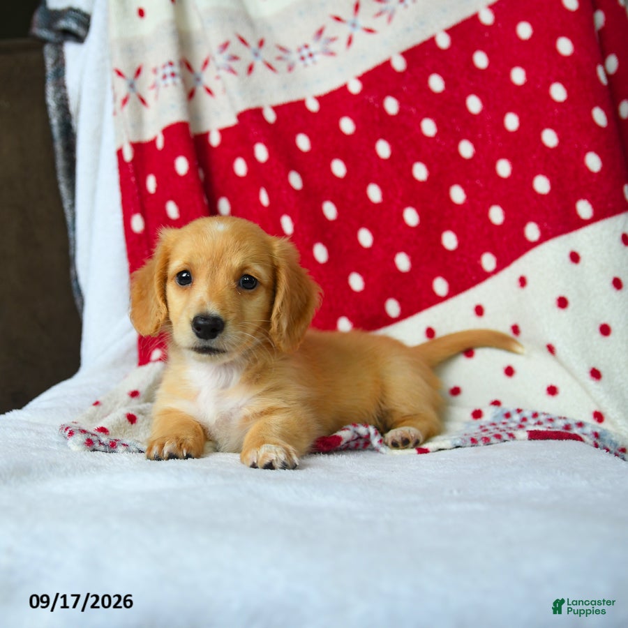 Miniature Dachshund dogs Spice - Ad 2