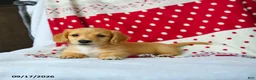 Miniature Dachshund dogs for sale: Spice - Ad 2