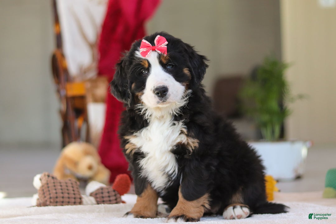 Bernese Mountain Dog dogs for sale: Bailey - Ad 3