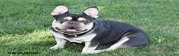 French Bulldog dogs for sale: Mae - Ad 9