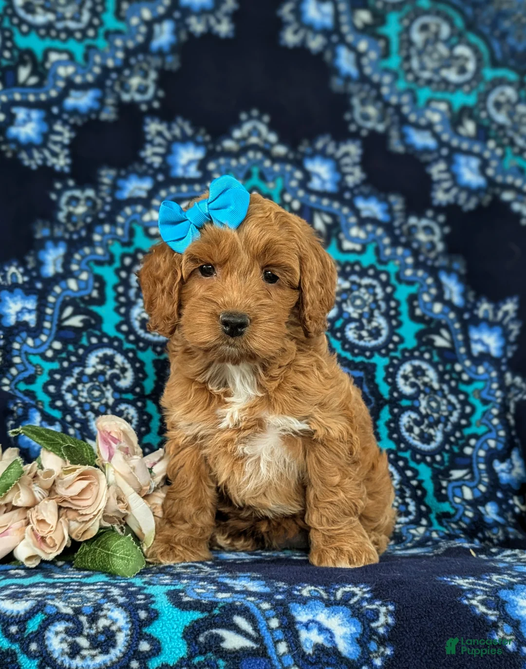 Cockapoo dogs for sale: Marissa - Ad 1