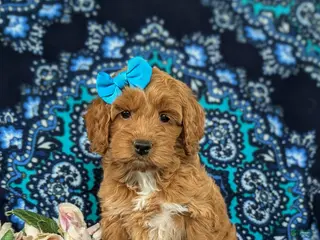 Cockapoo dogs for sale: Marissa - Ad 3