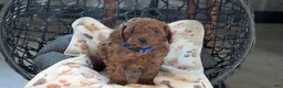 Toy Poodle dogs for sale: Wesley - Ad 6