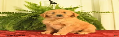 Wilbur 