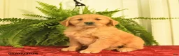 Golden Retriever dogs for sale: Wilbur  - Ad 1