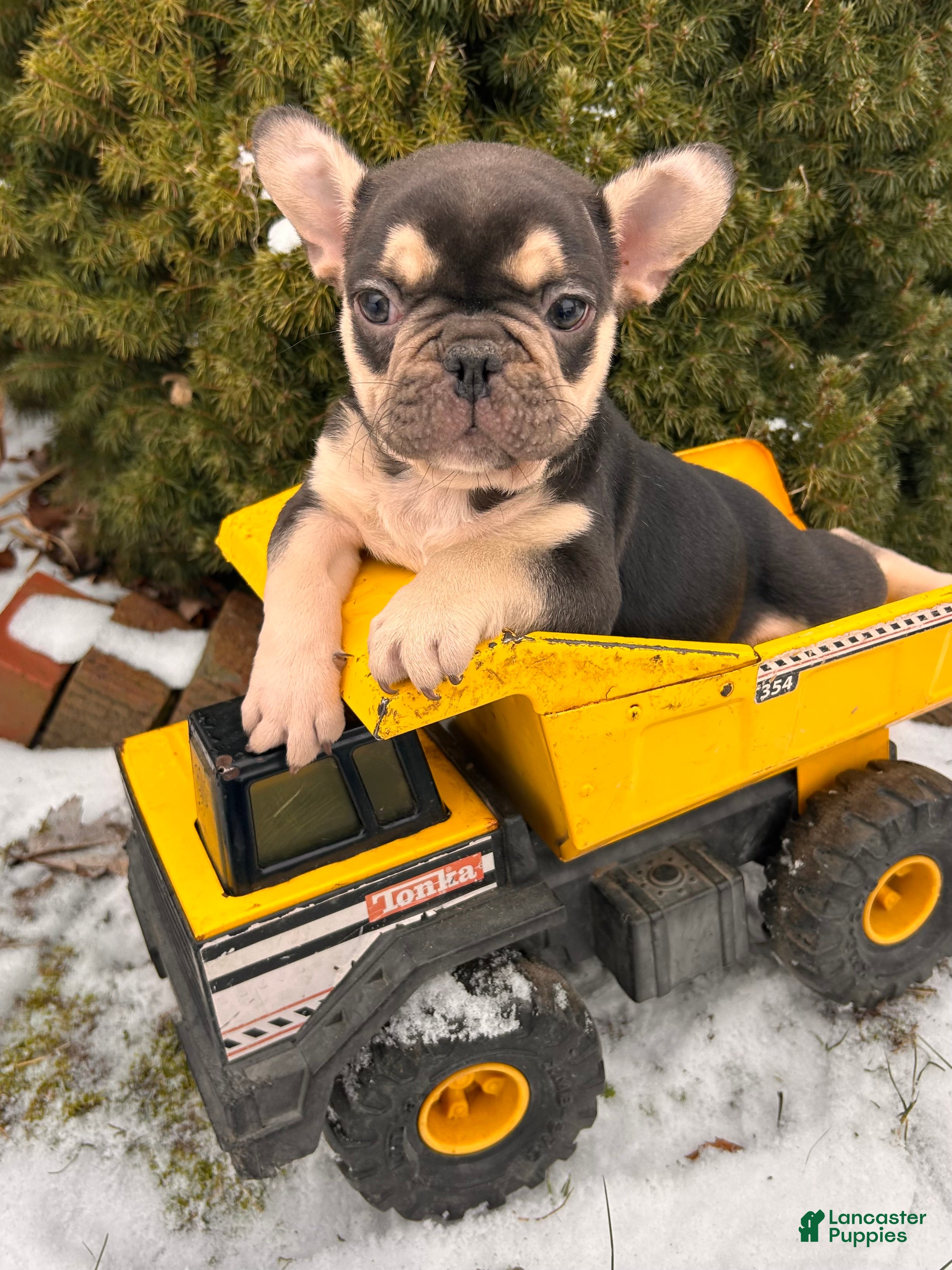 French Bulldog dogs Romeo - Ad 41