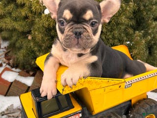 French Bulldog dogs Romeo - Ad 41