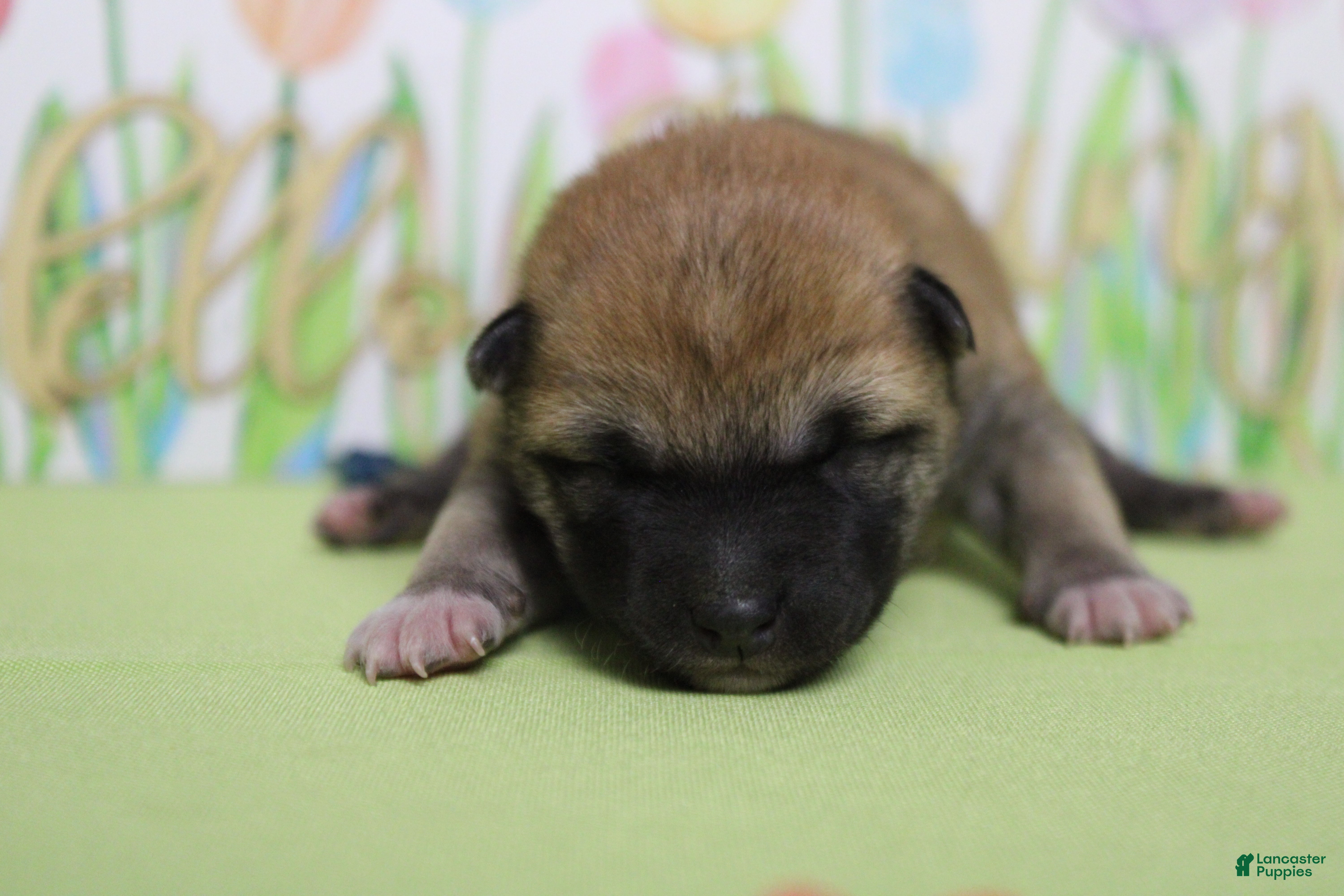 Shiba Inu dogs Dylan  - Ad 6