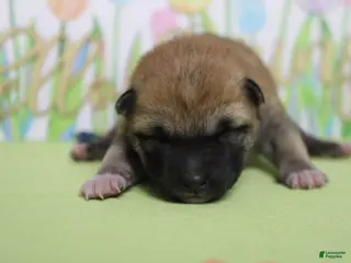 Shiba Inu dogs Dylan - Ad 6