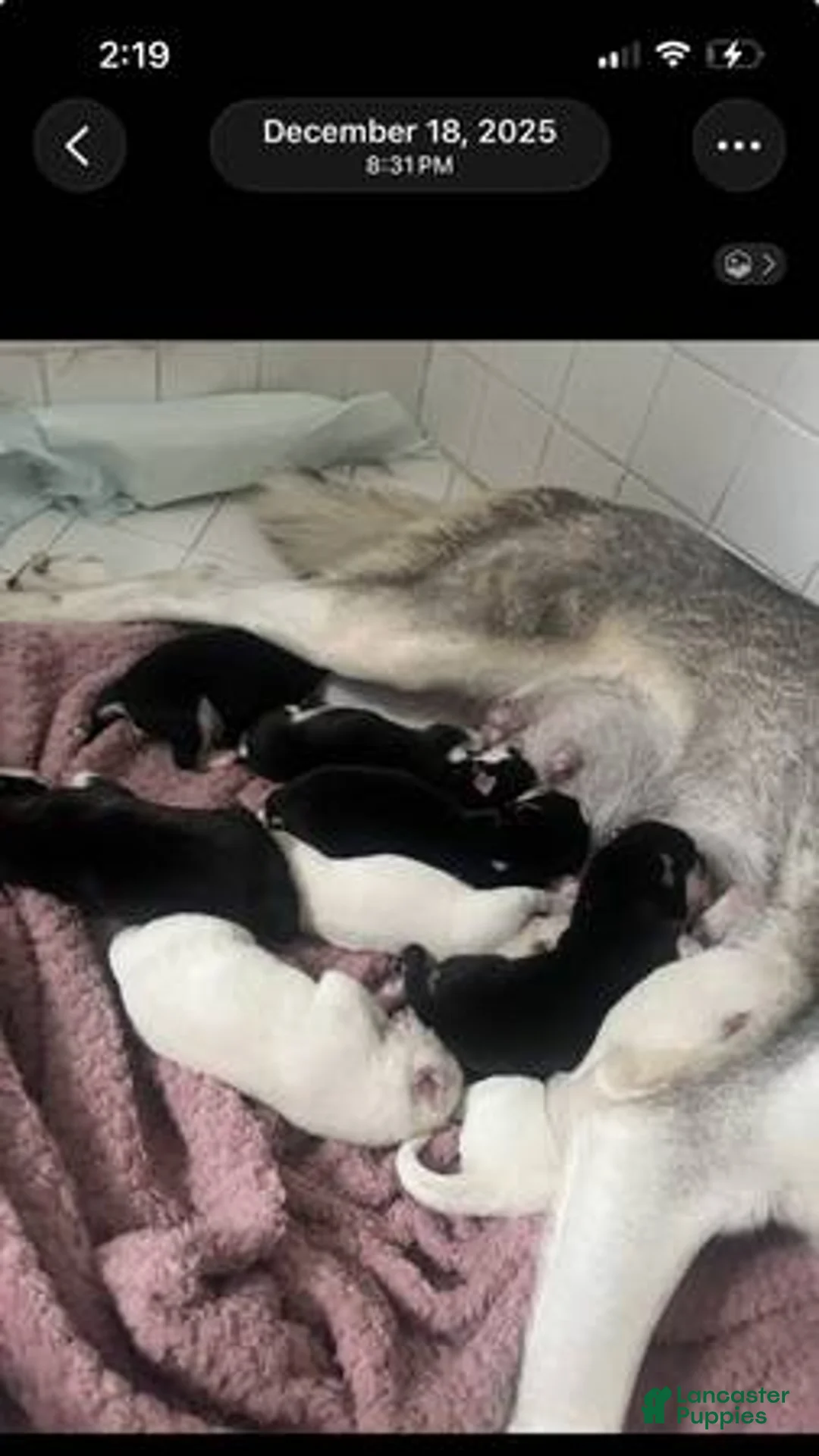 Siberian Husky dogs for sale: Siberian Husky Puppy 1 - Ad 7