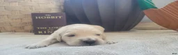 Golden Retriever dogs for sale: Galadriel, Champion Sired - Ad 9