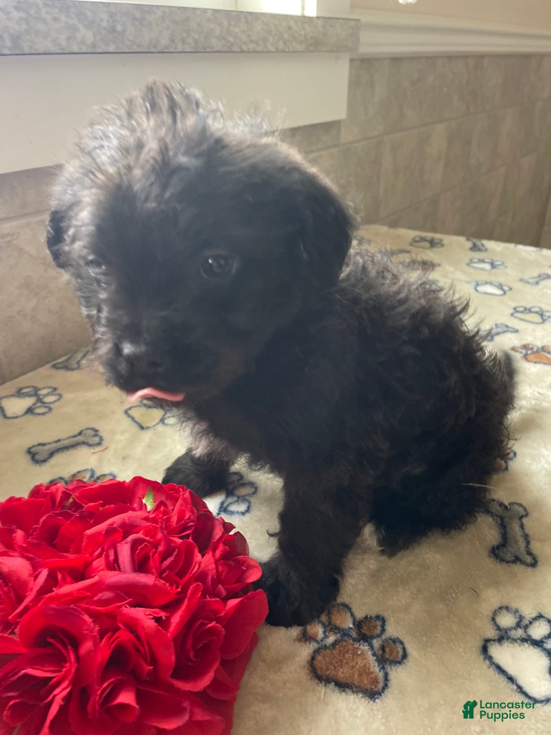 Mixed Breed dogs for sale: Sprout - Ad 4