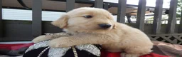 Golden Retriever dogs for sale: Golden Retriever 4 Murphy - Ad 3