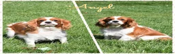 Cavalier King Charles Spaniel dogs for sale: Zeke - Ad 4