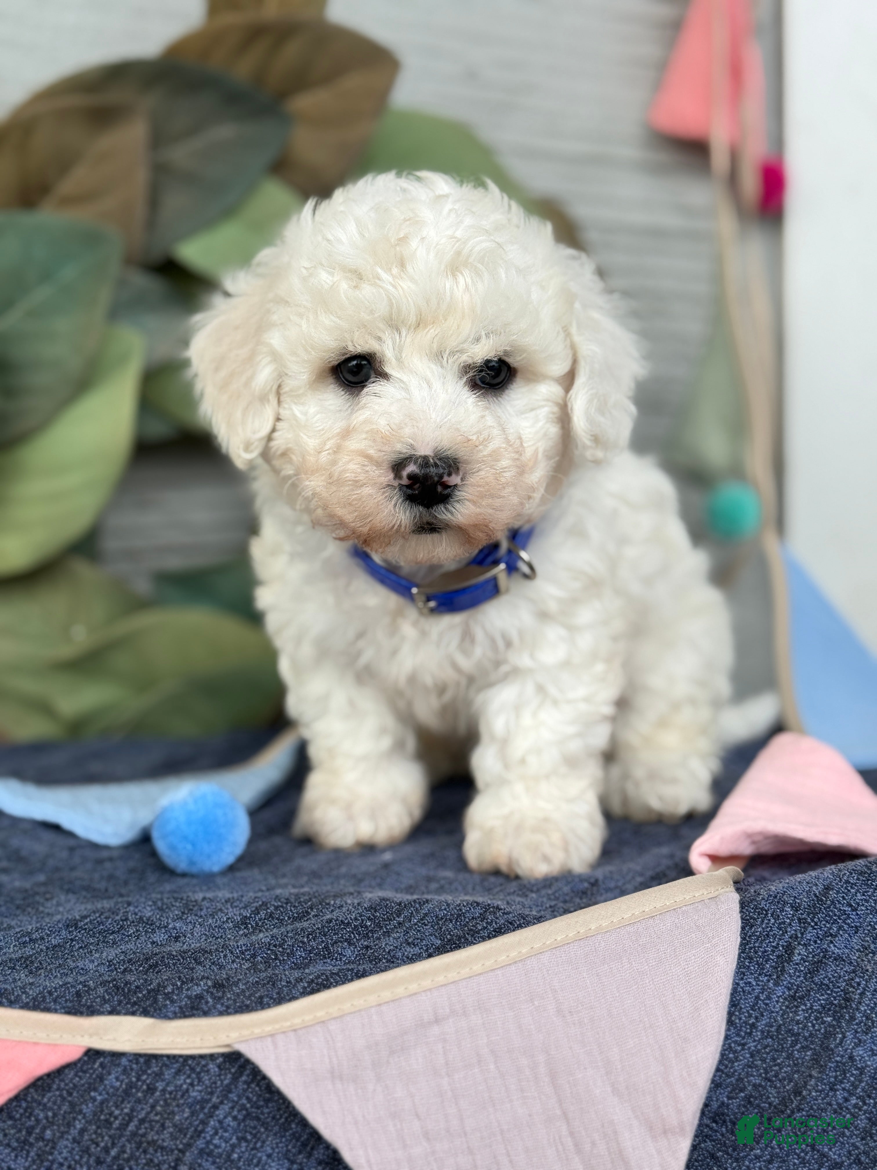 Bichon Frise dogs Ennis - Ad 1