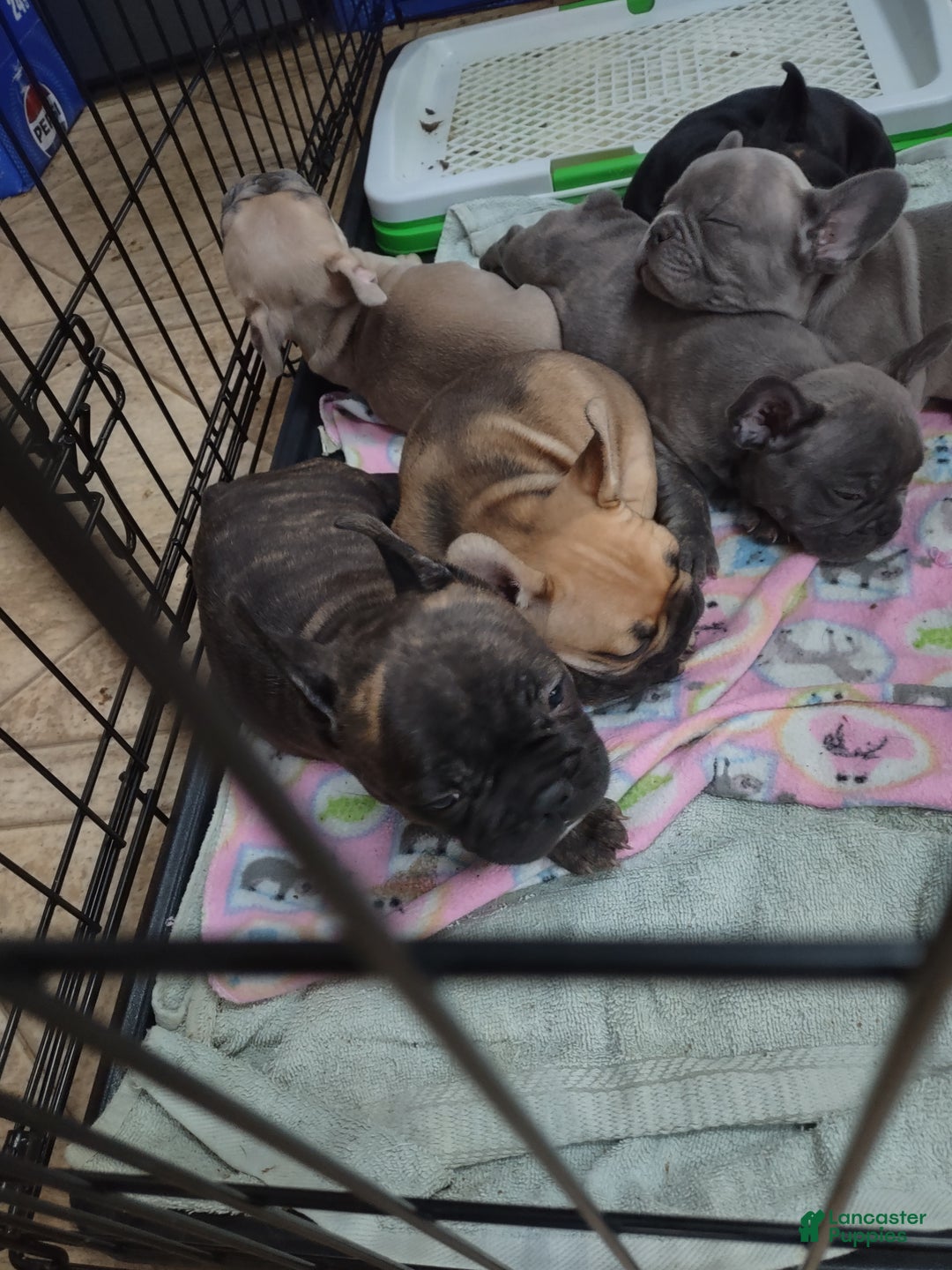 French Bulldog dogs for sale: French Bulldog Puppy 4 - Ad 4