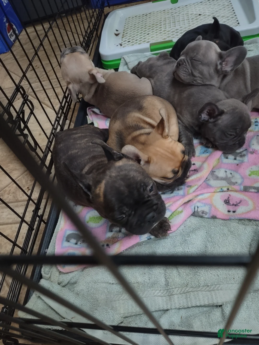 French Bulldog dogs for sale: French Bulldog Puppy 1 - Ad 9