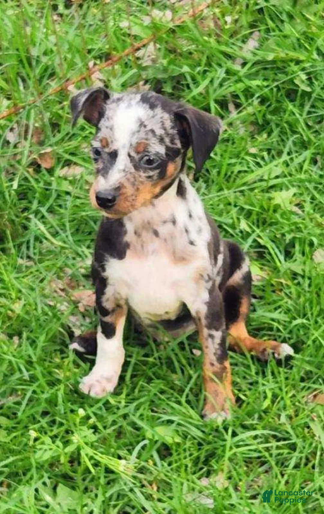 Miniature Pinscher dogs for sale: Benson - Ad 1