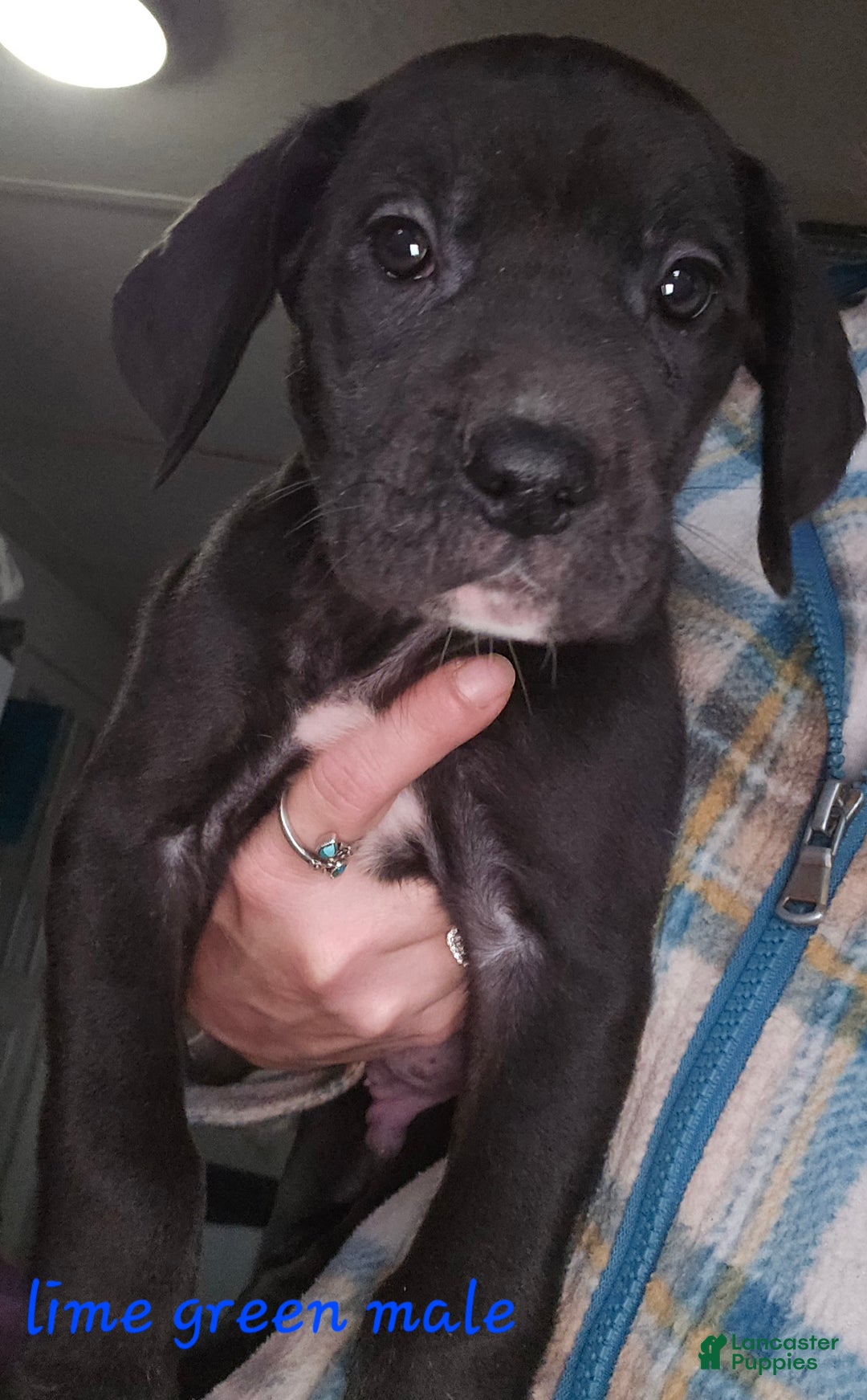 Great Dane dogs for sale: Great Dane Puppy 3 - Ad 1