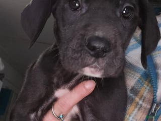 Great Dane dogs Great Dane Puppy 3 - Ad 30
