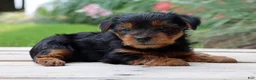 Yorkshire Terrier dogs for sale: Mocha  - Ad 3