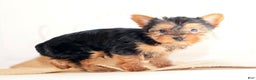 Morkie dogs for sale: Preston - Ad 8