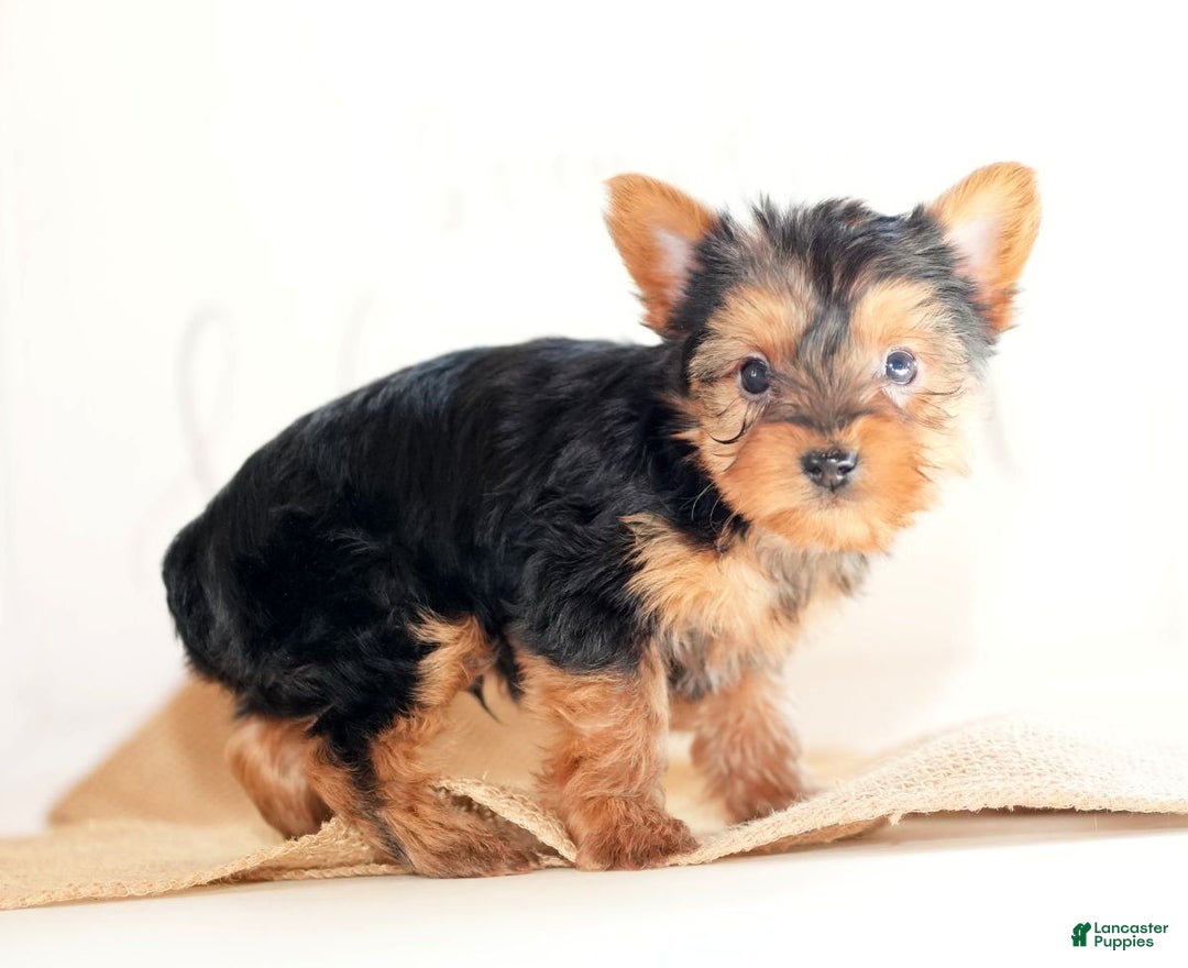 Morkie dogs for sale: Preston - Ad 8