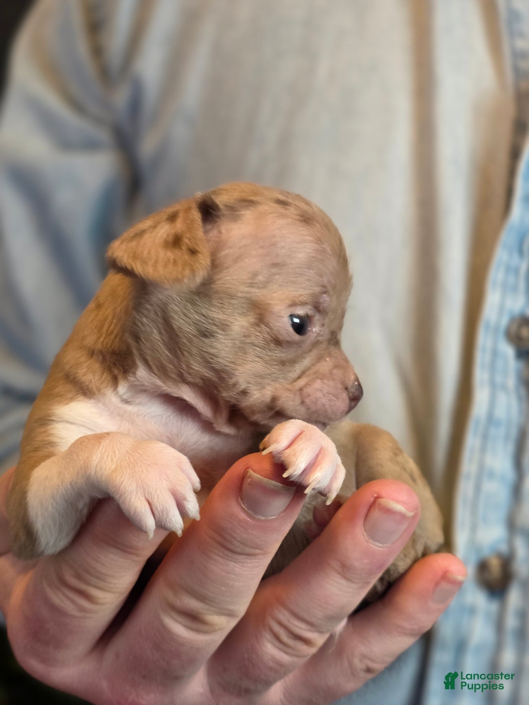 Chihuahua dogs for sale: Splash - Ad 11