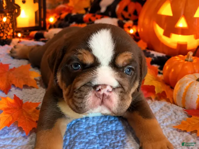 English Bulldog dogs for sale: Chunks - Ad 11