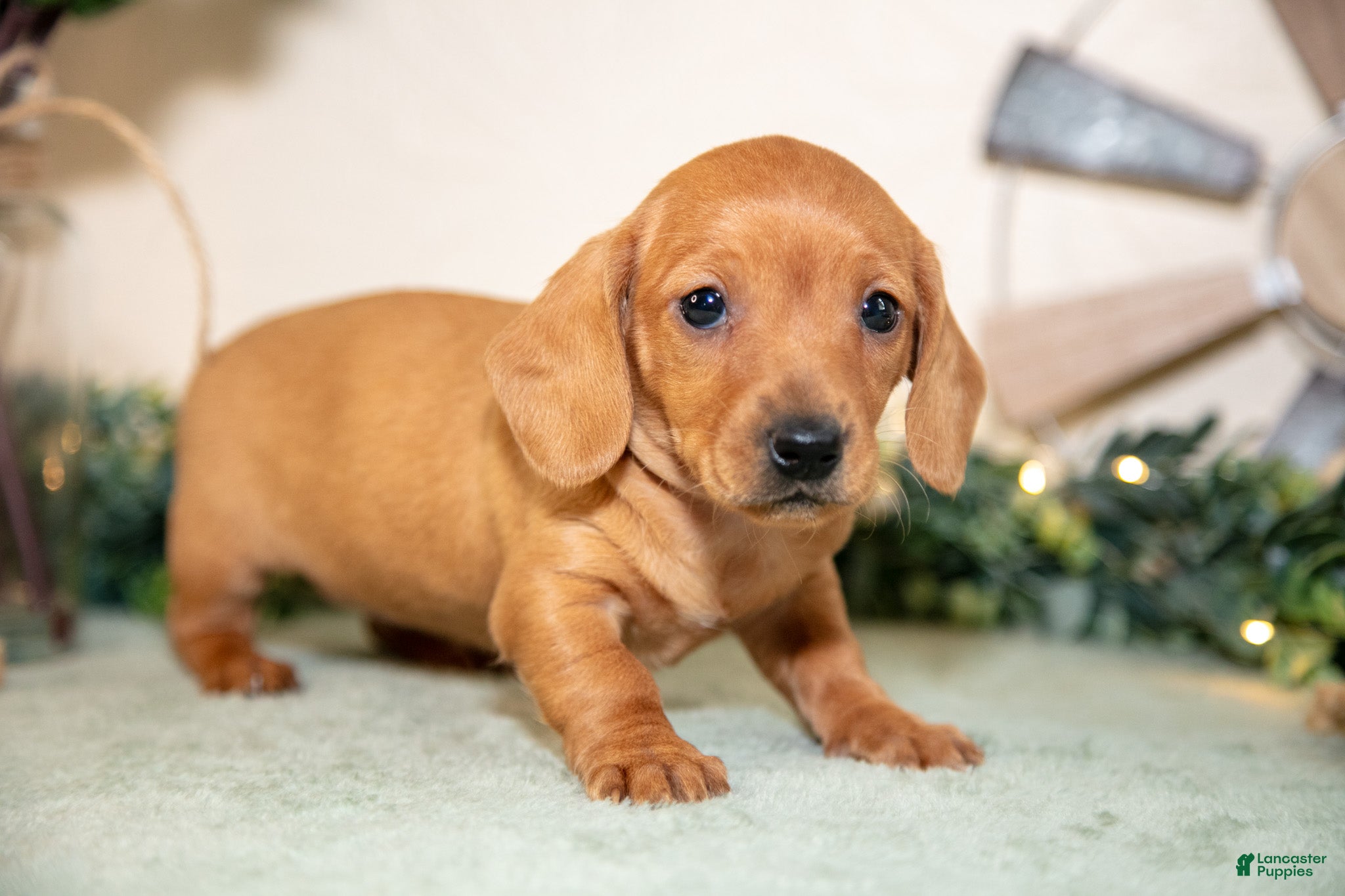 Miniature Dachshund dogs Sienna - Ad 2