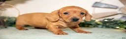 Miniature Dachshund dogs for sale: Sienna - Ad 2