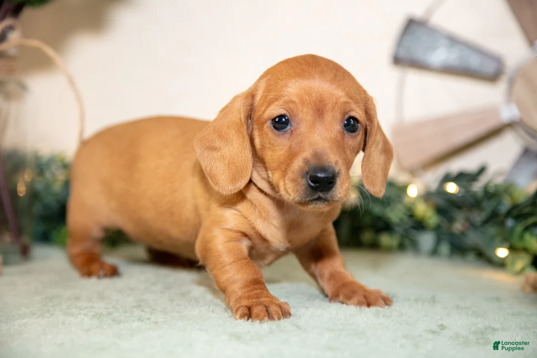 Miniature Dachshund dogs for sale: Sienna - Ad 2