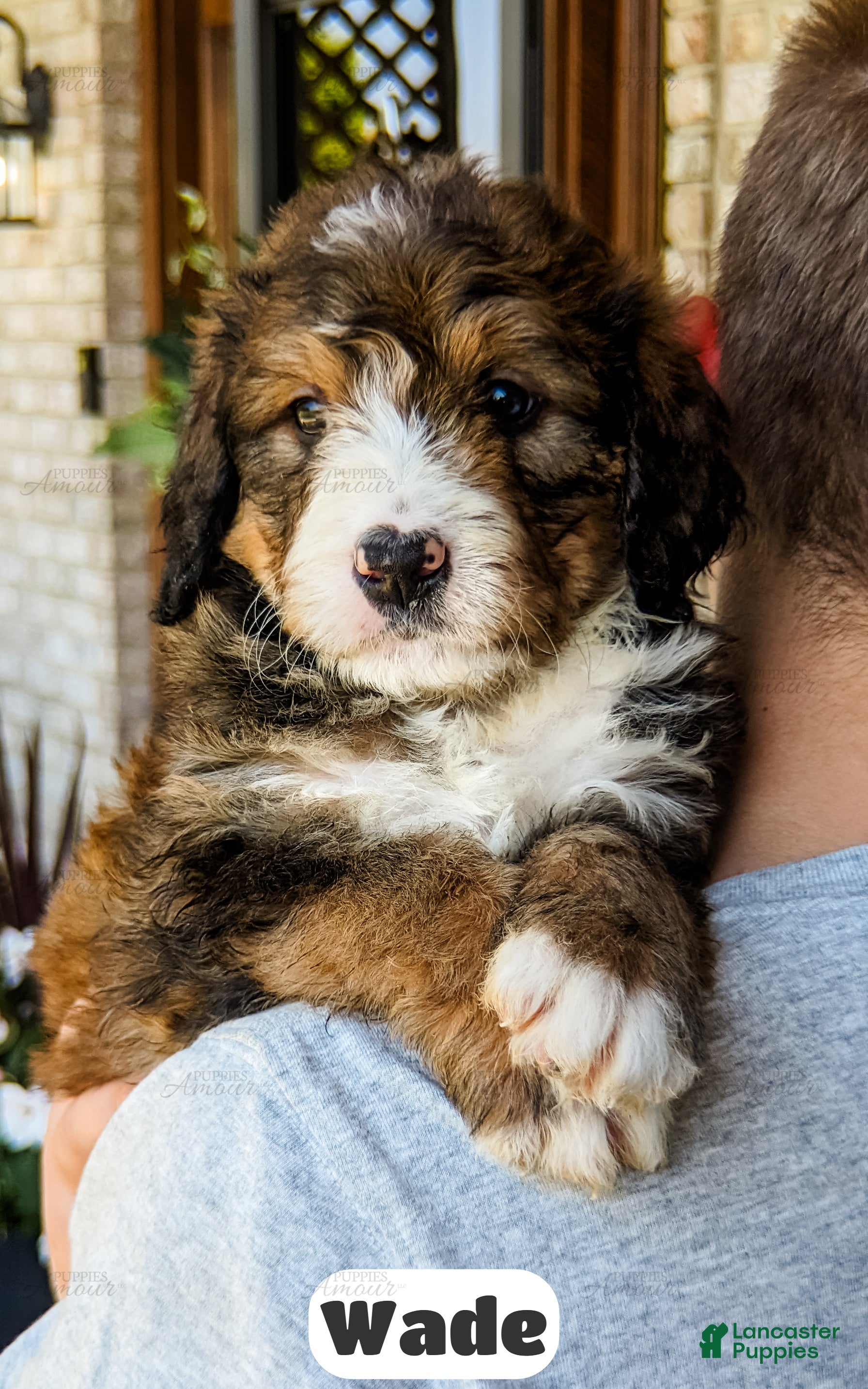 Bernedoodle dogs Wade - Ad 1
