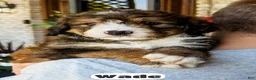 Bernedoodle dogs for sale: Wade - Ad 2